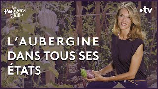 Laubergine de Barbentane  Les potagers de Julie  24092022 [upl. by Namien]