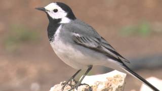 White Wagtail  Motacilla alba alba [upl. by Myranda15]