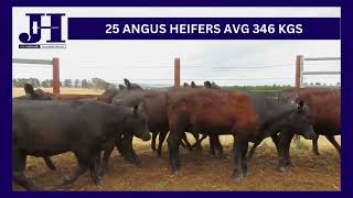 AL ROBERTSON amp L SOANE HEIFERS [upl. by Nimajneb637]