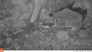 Dinsdale and Gene Hedgehog TrailCam cam1 24102016 [upl. by Holland]