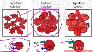 MZO001📚UNIT5📚👉 Osmosis💯👍 HypotonicIsotonic amp Hypertonic Solutions📚 💯✔️science ignou msczoology [upl. by Cirnek]