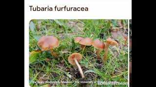 Tubaria furfuracea [upl. by Germann]