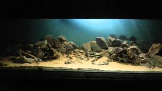 poissons du lac Malawi amp lak tanganika 2016 reda annaba [upl. by Rikki]