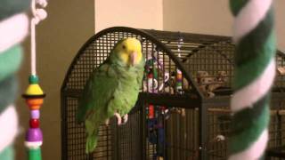 Amazon Parrot talking [upl. by Ahseyn]