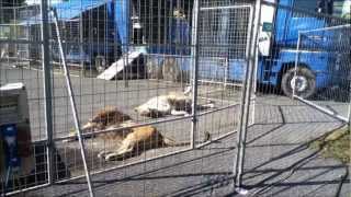 Gli animali nei circhi italiani  Ottobre 2012  riprese dallinferno  TerrAnomala [upl. by Seidnac]