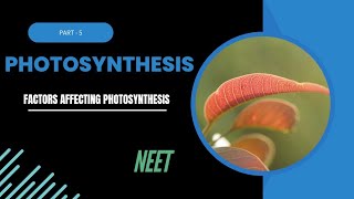 Photosynthesis in higher plants part5 Factors affecting photosynthesis [upl. by Isobel]