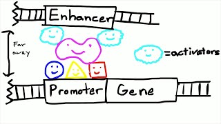 Promoters and Enhancers [upl. by Grenier]