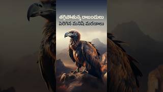 500000 Lives LOST Due to Indias SHOCKING Vulture Crisis [upl. by Jala]