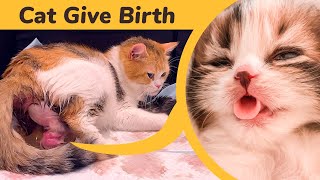 Cat Giving Birth to 5 Kittens With Complete Different Color [upl. by Alleira101]