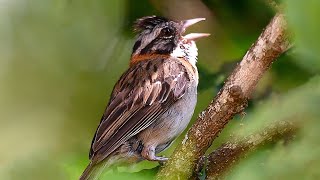 Tico tico cantando no território dos Coleiros Tui tui selvagens gravado ao vivo na natureza [upl. by Nogaem41]