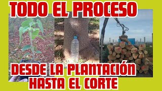 Las paulownias Todo el proceso desde la plantación hasta el corte [upl. by Ginni]