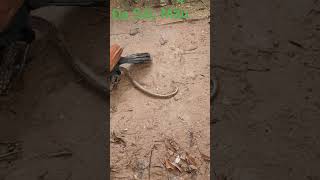 Birdpredatory training snake hunt tiktok funny youtube [upl. by Enahpets]