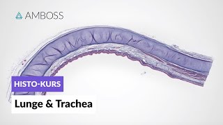 Histologie der Lunge und Trachea  Mikroskopische Anatomie  AMBOSS Video [upl. by Rehptsirhc856]