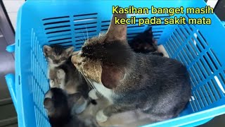 TIGA ANAK KUCING PADA SAKIT MATAkucing cat catlover kucingsakitmata [upl. by Anawek]