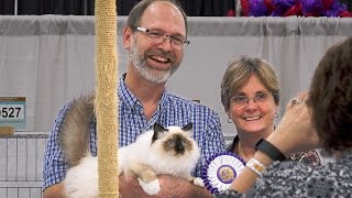 CFA International 2016  Pam DelaBar longhair kitten final [upl. by Leasi]