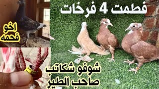 صيد طير بطل بالشرجي 👍 شوفو شكاتب بالرقم 🙆 وفطمت ٥ افراخ 🕊 [upl. by Atiuqin295]