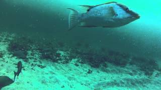 Hogfish gag grouper mangrove snapper underwater on GoPro [upl. by Airat]