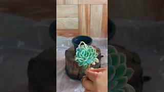 How To Grow Succulent Plant Echeveria elegans [upl. by Esmerolda]