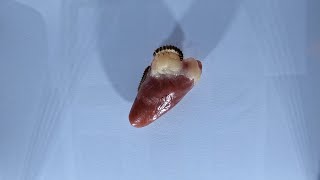 Flesh Eating Larvae VS Chicken Heart Timelapse [upl. by Ellebanna]