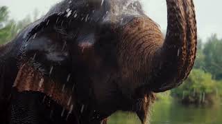 Majestic Wild Elephants in Action Natures Giants Up Close [upl. by Crifasi107]