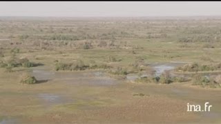 Botswana  troupeau dantilopes [upl. by Nedarb]