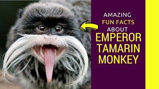 Emperor Tamarin monkey Baby Emperor Tamarin monkey pet facts for kids [upl. by Gregrory]