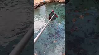 Pool Cleaning Leaf Season 🍁pool poolmaintenance poolcleaning asmrvideo hammerhead riptide [upl. by Frisse156]