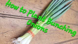 How to Plant Bunching Onions in Your Market Garden [upl. by Coplin]