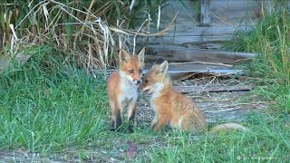 キタキツネの家族 Fox family [upl. by Saundra]