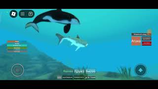 Holocene Mobile Roblox  Shark and Orca BEST FRIENDS Ep 2 [upl. by Patterman609]