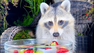 Raccoon Eating Fruit amp Ice [upl. by Hsevahb]