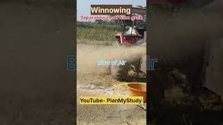 Winnowing  Process of Separating Grain from husk Chaff agriculture threshing vigyan planmystudy [upl. by Laspisa]