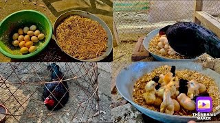 Black Assel Chicks Hatched by mama Hen  Hen Hatching eggs naturally  Hen Harvesting eggs to 🐥🐣🐤 [upl. by Croydon583]