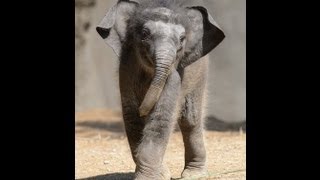 Baby Asian elephant quotPriyaquot debuts at Saint Louis Zoo [upl. by Yenhpad522]