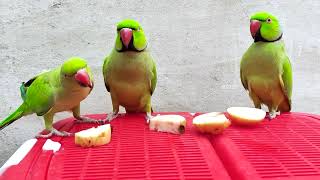 Today Gava Day For My Parrots  Bolnay Wala Tota [upl. by Warfeld]