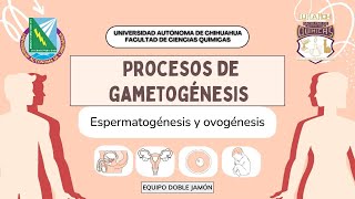 Proceso de Gametogénesis Espermatogénesis y Ovogénesis [upl. by Aneerak34]