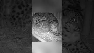 जब snow leopard 🐆 mom pregnant थी तब husband leopard ने uski देखभाल kese की [upl. by Nitsug]