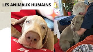 Vanlife  Les animaux humains [upl. by Hecker]