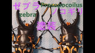 Gashapon by Bandai Diversity of Life Stag beetle Prosopocoilus zebra Paintingいきもの大図鑑07ゼブラノコギリクワガタ塗装 [upl. by Namilus164]