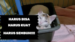 ANAK KUCING KENA CALICI VIRUS DAN CERITA UNTUK PENYEMBUHANNYA DIMULAI DARI SEKARANG [upl. by Peery]