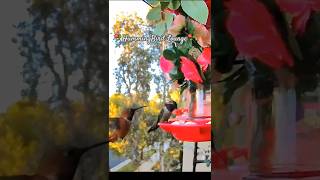 ✨️SPIRIT of Hummingbirds✨️ at HummingBird Lounge⚘️ California [upl. by Garek582]