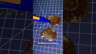 How do Ammonites Float [upl. by Elac]