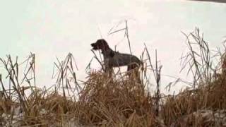 Bluestem Kennels Wirehaired Pointing Griffons Winstons First Hunt [upl. by Darej]