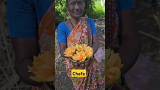 कोकणातील रस्त्यावर भेटला चाफाकोकण mykokan कोकणातील chafa flowers [upl. by Cired]