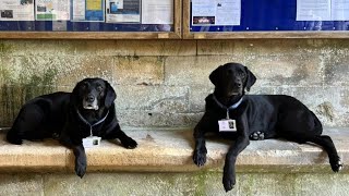 Labradors at Tewkesbury Abbey  BBC Points West  1st July 2024 [upl. by Betsey]