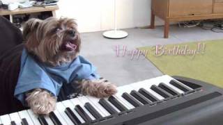 play that birthday keyboard dog [upl. by Einnoc]