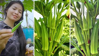 How to grow okra from seeds at home unexpectedly high yieldplanting from seed to harvest [upl. by Dugaid447]