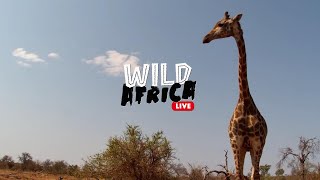 Relax In Nature  Wild Africa LIVE [upl. by Reimer]