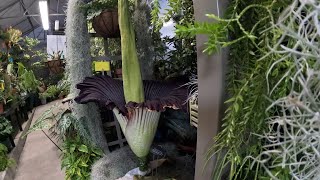 Timelapse App State’s rare corpse flower ‘Mongo’ blooms [upl. by Swords]