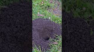 Pocket Gophers Fascinating Facts About These Burrow Builders [upl. by Linskey]